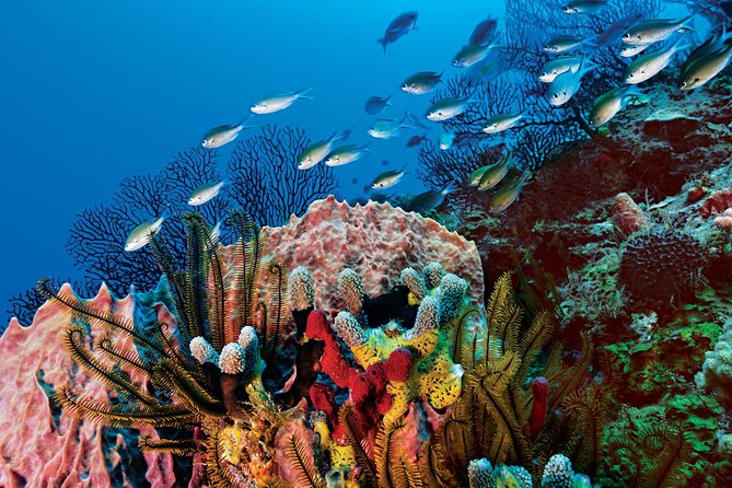 2 Tank Dive (for certified divers) - The cruise-port timing question
