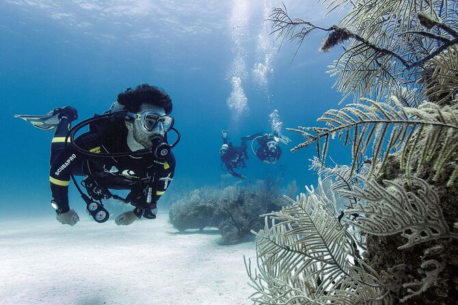 2 Tank Dive (for certified divers) - What the $95 price really covers