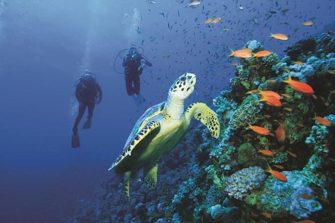 2 Tank Dive in Cozumel - Why Cozumel makes this a full-day water outing