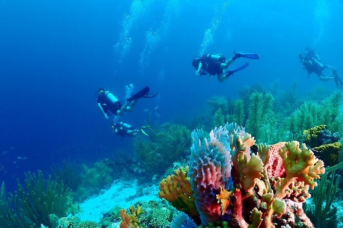 2 Tank Guided Dive half-day - Key points to know before booking