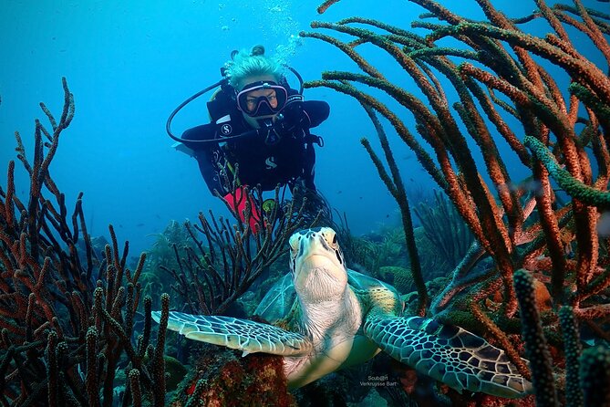 2 Tank Guided Dive half-day - Who should book this Curacao outing?