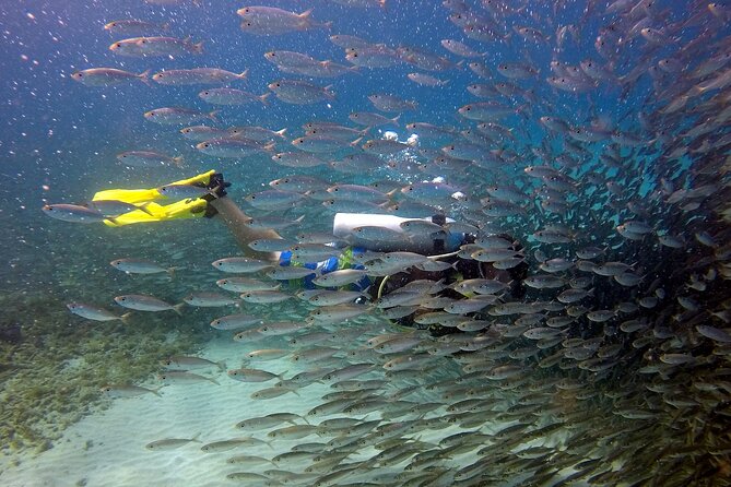 2 tank guided dive House Reef (Pierbaai Reef and Car Pile) - Why these two shore sites make sense