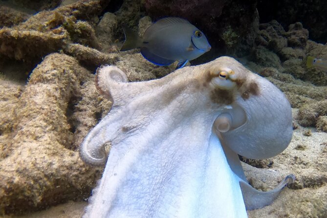 2 tank guided dive House Reef (Pierbaai Reef and Car Pile) - Booking details that matter