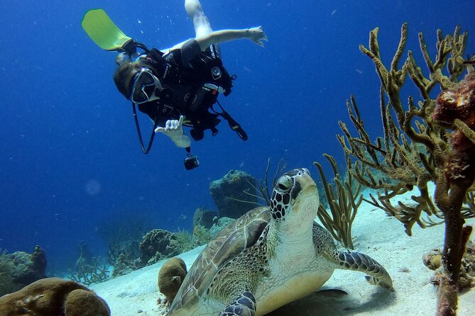2 tank guided dive House Reef (Pierbaai Reef and Car Pile) - Pierbaai Reef: calm water and an easy start