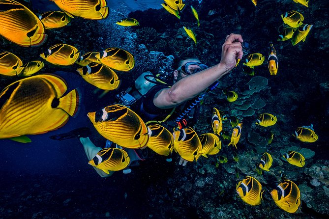 2 Tank Lanai Cathedral Scuba Dive Via Boat for Certified Divers - What the two underwater sessions are like