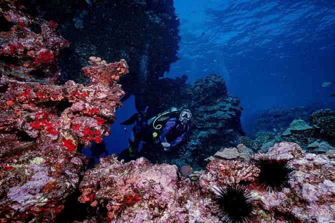 2 Tank Lanai Cathedral Scuba Dive Via Boat for Certified Divers - Safety and guide support for certified scuba guests