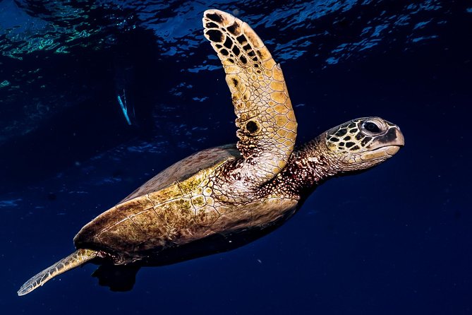2-Tank Maui Turtle Scuba Dive or Snorkel Boat Tour - Choosing between scuba and snorkeling