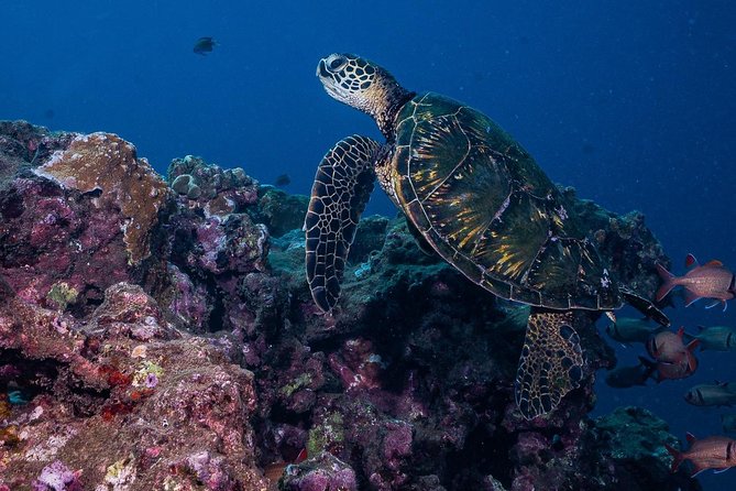 2-Tank Maui Turtle Scuba Dive or Snorkel Boat Tour - Who gets the most from this afternoon