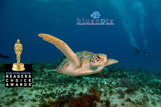 2 Tank Morning Dive: Scuba Diving in Cozumel - Why Cozumel works so well for a morning underwater