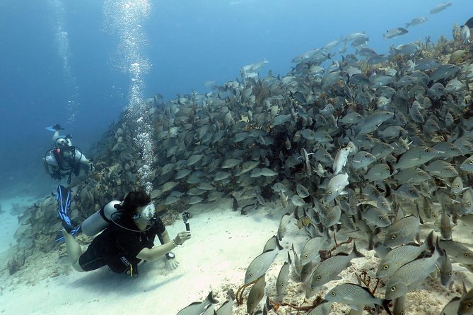 2-Tank Morning or Afternoon Dives in Playa del Carmen certified Divers Only - Meeting at Scuba Libre in central Playa del Carmen