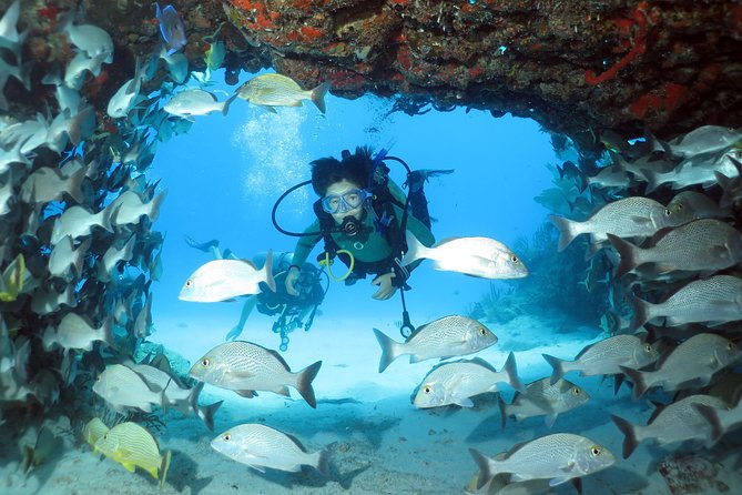 2-Tank Morning or Afternoon Dives in Playa del Carmen certified Divers Only - Marine life and the value of a local guide