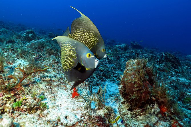 2-Tank Morning or Afternoon Dives in Playa del Carmen certified Divers Only - What the two reef visits are like