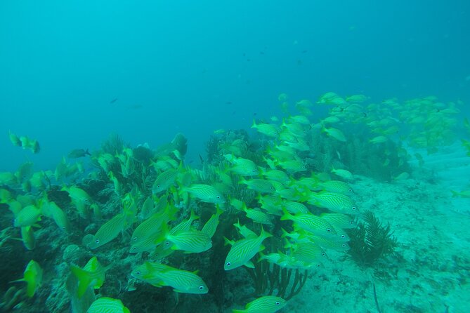 2 Tank Reef Dive in Mexico - Why Puerto Morelos works for a two-tank outing