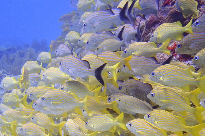 2 Tank Reef Dive in Mexico - The second site and return to Puerto Morelos