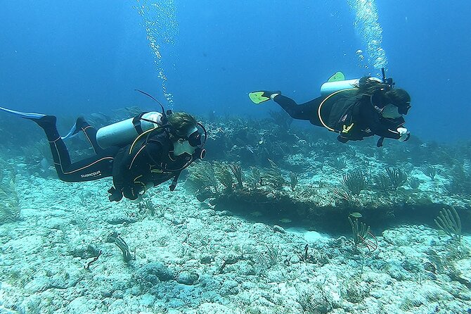 2 Tank Reef Dive in Mexico - Morning or afternoon: which time suits you?