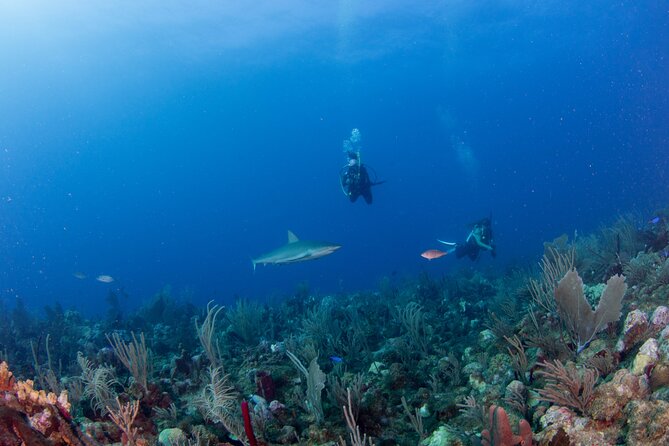2-Tank Scuba Boat Trip in World-Class Sites @ Copamarina - What can change on the day