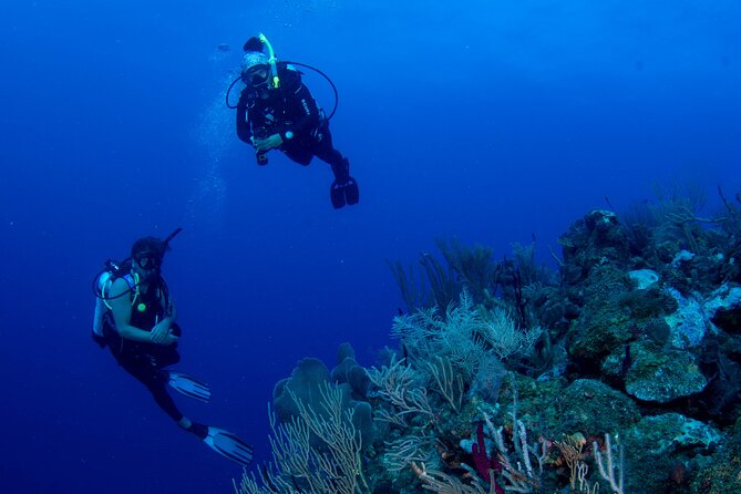 2-Tank Scuba Boat Trip in World-Class Sites @ Copamarina - The Epicenter, coral life around an earthquake fissure