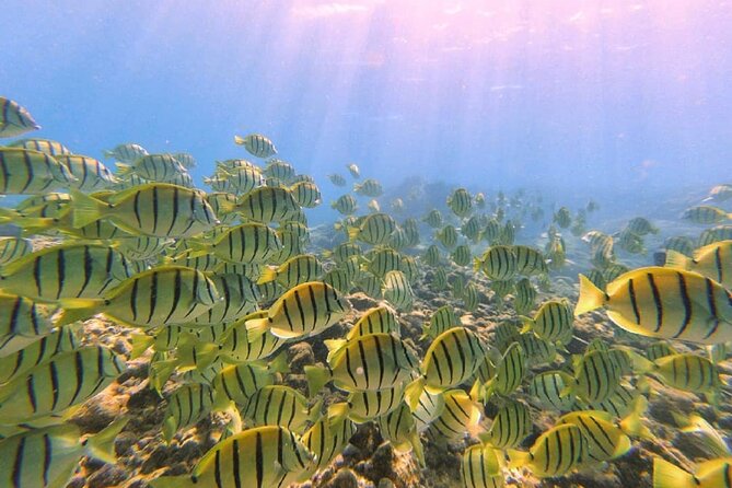 2 Tank Shore Dive at Sea Turtle Cove - Certification and the two-year rule