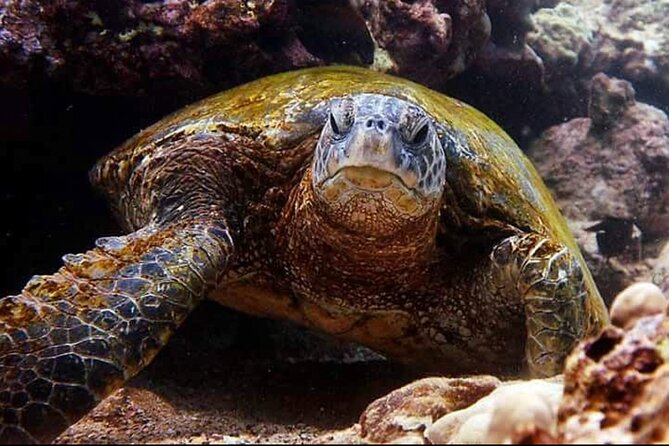 2 Tank Shore Dive at Sea Turtle Cove - Is the package good value?