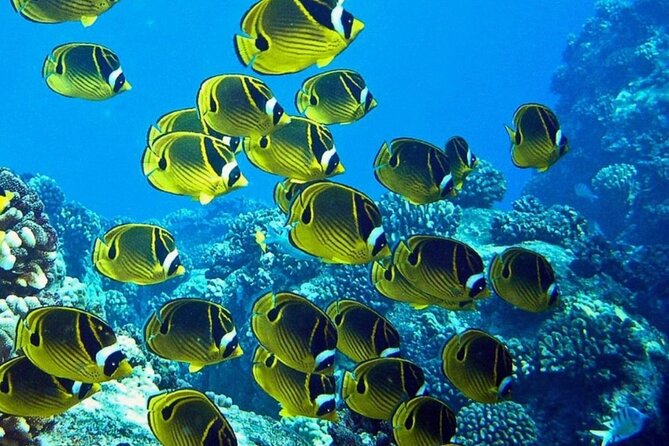 2 Tank Shore Dive at Sea Turtle Cove - Why the small group matters underwater
