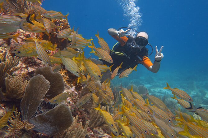2 Tanks Dives Cancun Underwater Museum for Certified Divers - Timing, meeting point, and the transportation catch