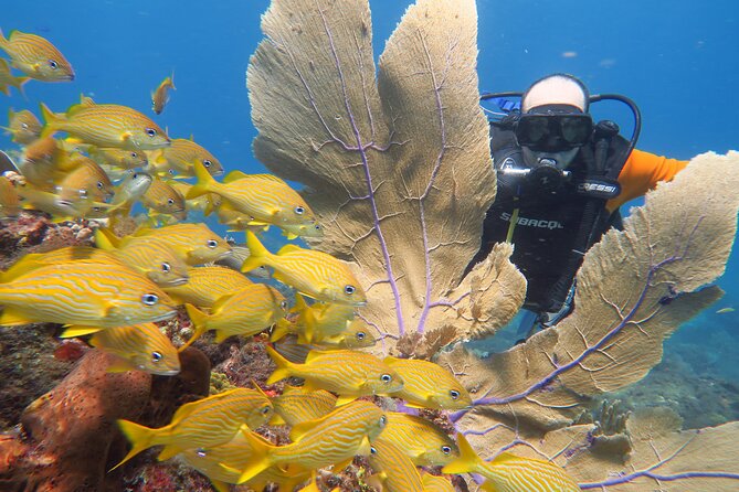 2 Tanks Dives Cancun Underwater Museum for Certified Divers - Certification and health rules are not optional