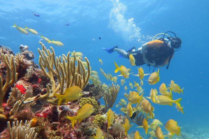 2 Tanks Dives Cancun Underwater Museum for Certified Divers - What the guides and safety setup add
