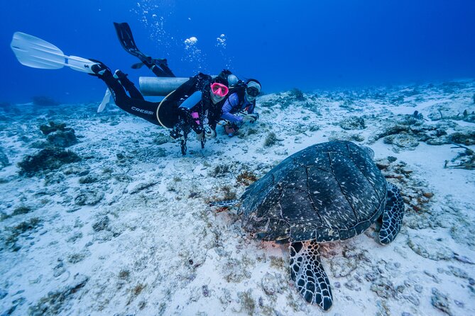 2 Tanks dives for Certified Divers in Cozumel - Why Cozumel is worth seeing underwater