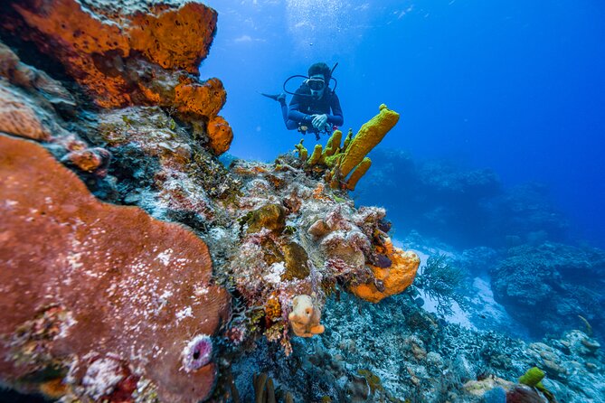 2 Tanks dives for Certified Divers in Cozumel - First descent at Palancar Reef