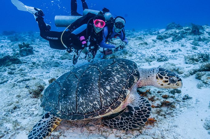 2 Tanks dives for Certified Divers in Cozumel - Guides, safety, and the small boat advantage