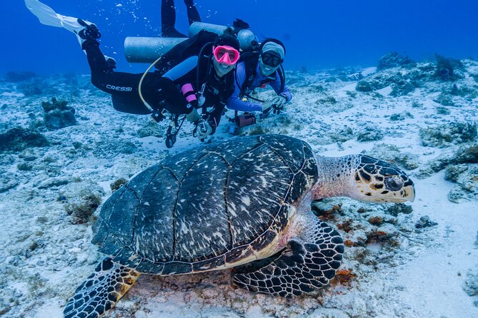 2 Tanks dives for Certified Divers in Cozumel - Meeting at Marina Fonatur at 8:00 am