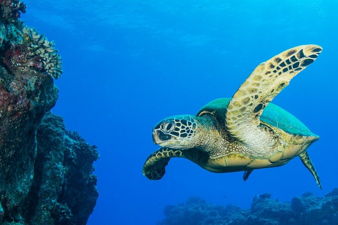 2 Tanks Scuba Dive Kaua'i from a Boat - Starting at Kikiaola Small Boat Harbor at 7 a.m.