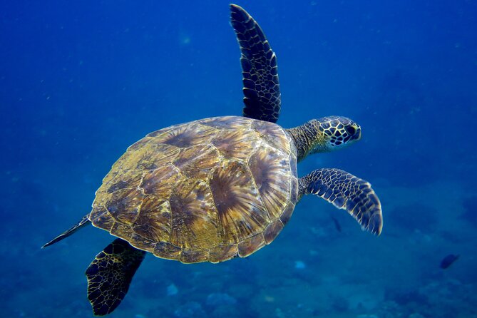 2 Tanks Scuba Dive Kaua'i from a Boat - Second stop: a reef with a different rhythm
