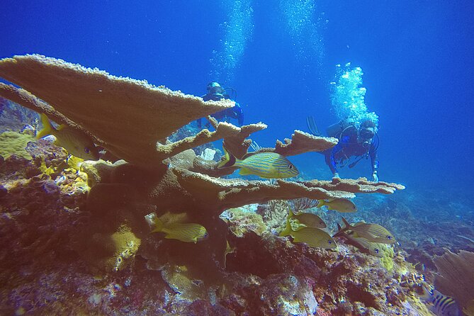 2 Tanks Scuba Diving in Punta Cancun Reefs for Certified Divers - Health rules are strict for good reason