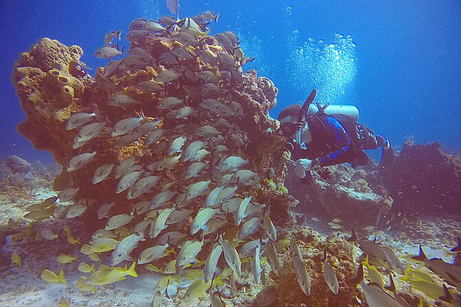 2 Tanks Scuba Diving in Punta Cancun Reefs for Certified Divers - What you may see below the surface