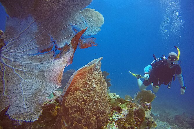 2 Tanks Scuba Diving Wreck and Reef in Cancun for Certified Divers - The second tank on a Cancun reef