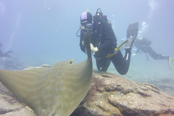 2x diving package, on request including refreshment - Equipment, pickup, and the practical details