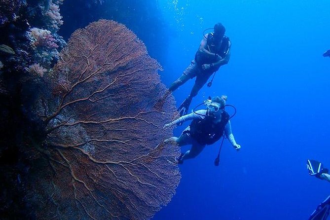 3 Day Dive Tour - Three mornings of Palau’s famous underwater scenery