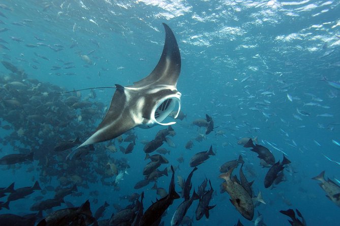 3 Day Dive Tour - Jellyfish Lake changes the pace