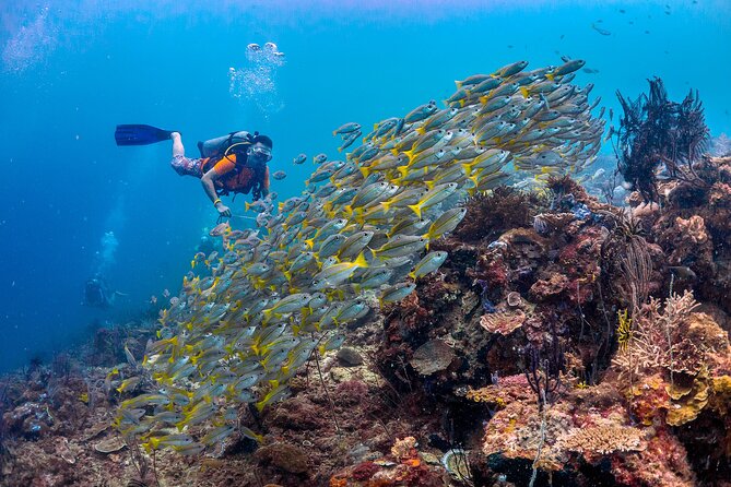 (3 Days) PADI Open Water Diver Course Kota Kinabalu - Day three brings four lessons to a close