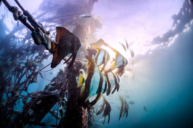 (3 Days) PADI Open Water Diver Course Kota Kinabalu - Day two near Sapi Island