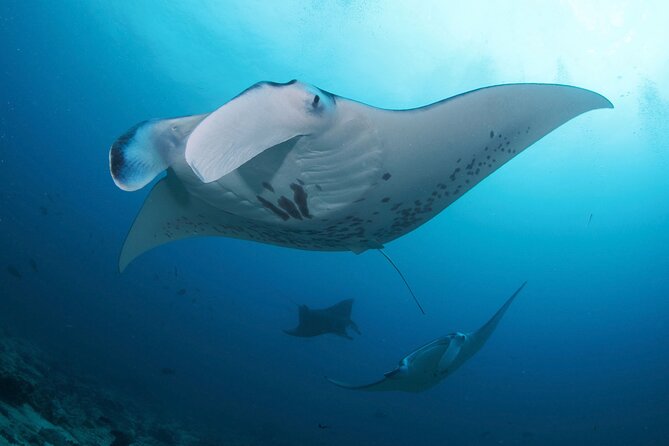 3 Epic Dives in Nusa Penida - Certified Divers' Day Trip - Why Nusa Penida is Bali’s big underwater outing
