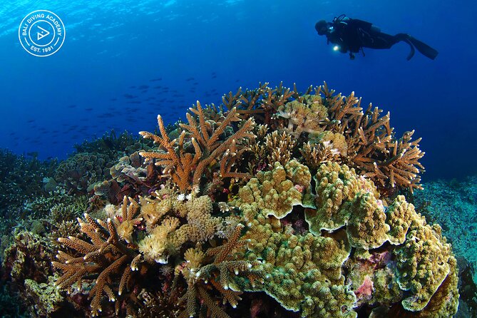 3 Epic Dives in Nusa Penida - Certified Divers' Day Trip - Three underwater sessions around Nusa Penida