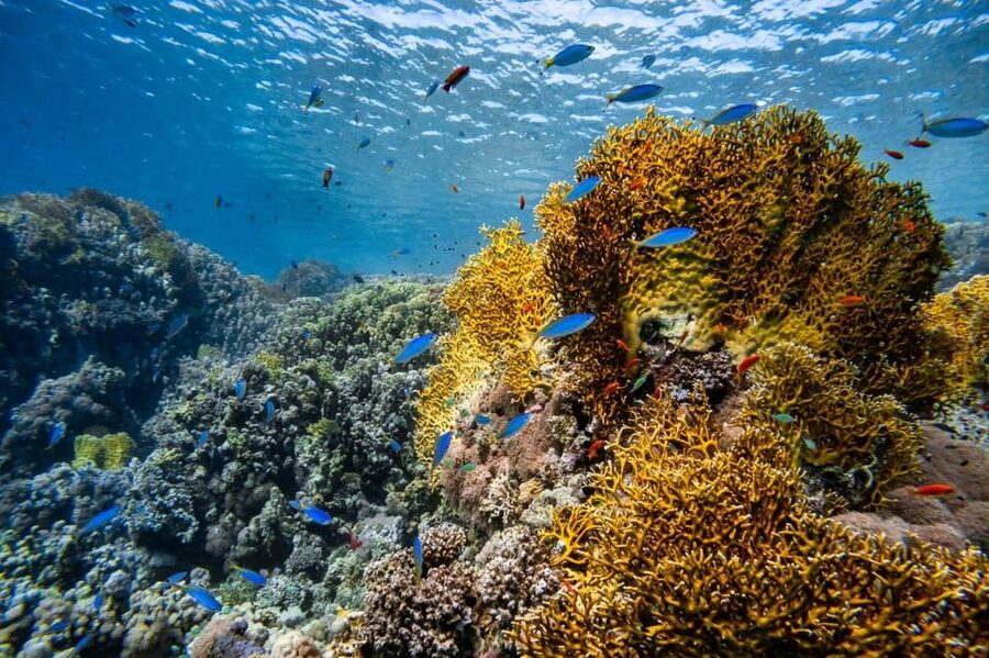 3 Fun Dives for Certified diver at Racha Yai/Noi - What the $176 price really covers
