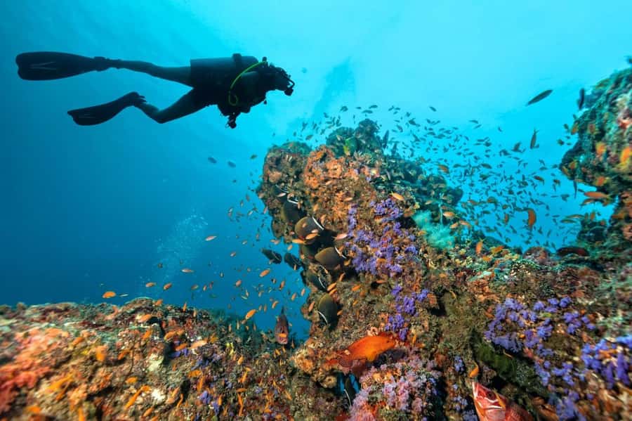 3 Fun Dives for Certified Diver Phi Phi islands &Shark Point - What the day is really like from Phuket