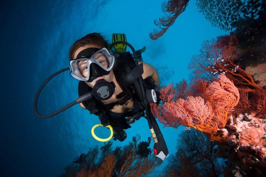 3 Fun Dives for Certified Diver Phi Phi islands &Shark Point - Guides who shape the experience