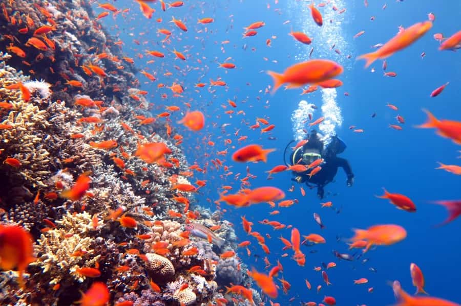 3 Fun Dives for Certified Diver Phi Phi islands &Shark Point - Safety, equipment, and who should book