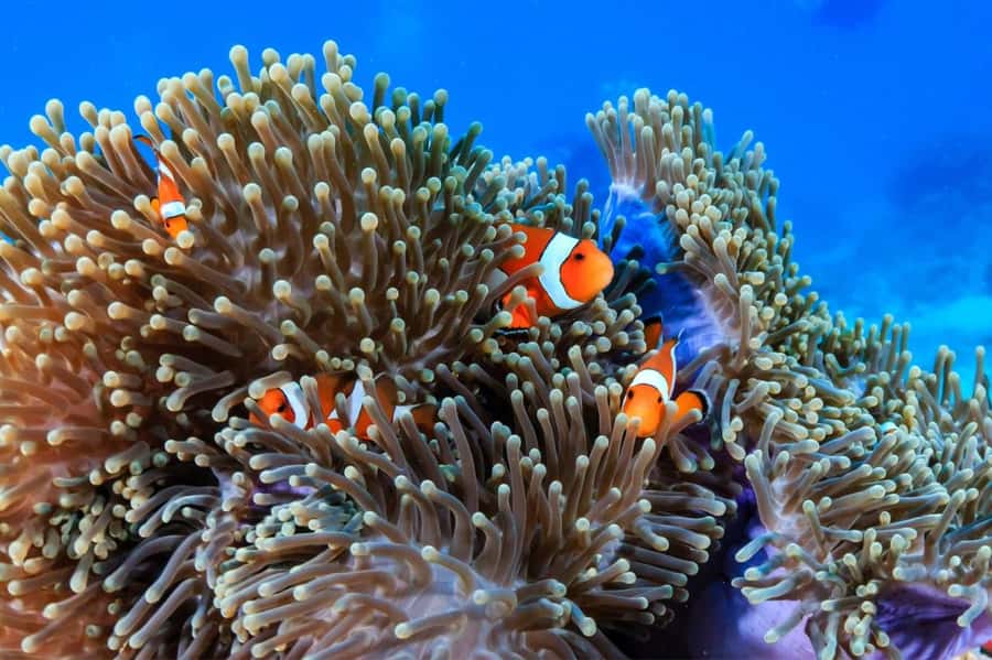 3 Fun Dives for Certified Diver Phi Phi islands &Shark Point - The extra fee and other small costs