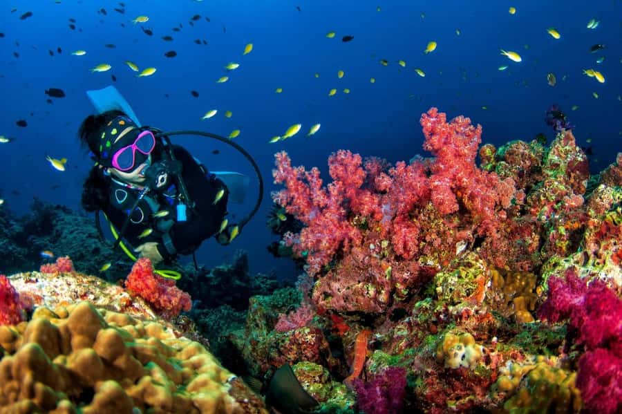 3 Fun Dives for Certified Diver Phi Phi islands &Shark Point - Two underwater sessions around Phi Phi