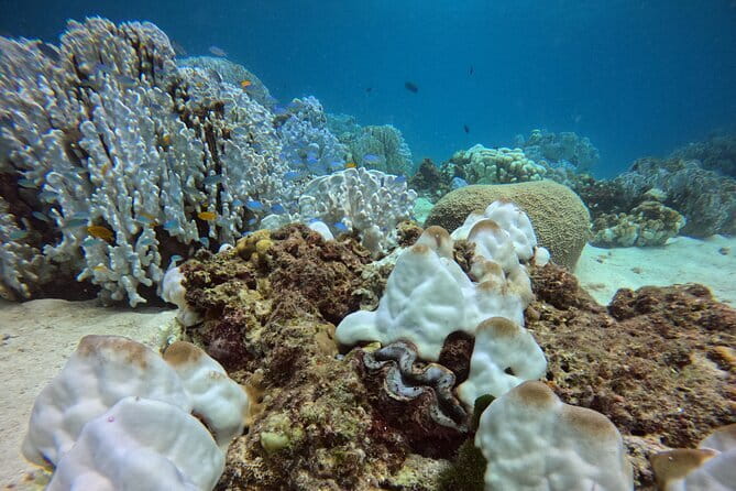 3 Fun Dives in Racha Yai and Racha Noi for Certified Divers - Why the small groups matter underwater